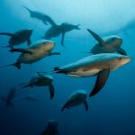 Mergulho com Tartarugas Marinhas: Experiência Inesquecível no Litoral Brasileiro