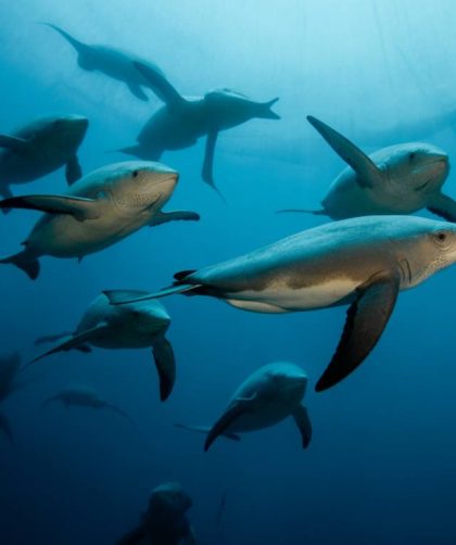 Mergulho com Tartarugas Marinhas: Experiência Inesquecível no Litoral Brasileiro