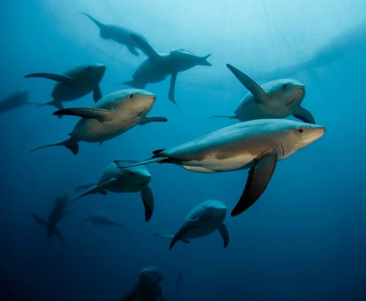 Mergulho com Tartarugas Marinhas: Experiência Inesquecível no Litoral Brasileiro