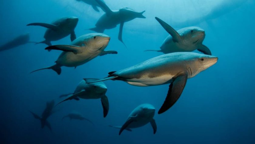 Mergulho com Tartarugas Marinhas: Experiência Inesquecível no Litoral Brasileiro