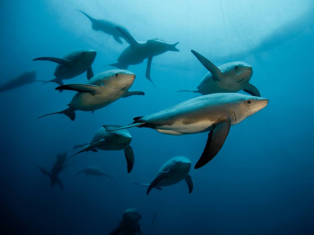 Mergulho com Tartarugas Marinhas: Experiência Inesquecível no Litoral Brasileiro